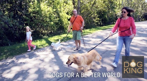 paseando perros en uruguay