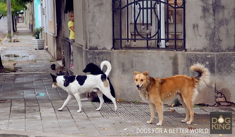 perros callejeros uruguay