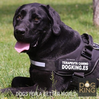 DOGKING, I CONVOCATORIA DE HOGARES FEDER DE TERAPEUTAS CANINOS