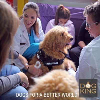 DOGKING, I CONVOCATORIA PARA LA REALIZACIN GRATUITA DE INTERVENCIONES ASISTIDAS CON PERROS EN CENTROS ASOCIADOS A FEDER 