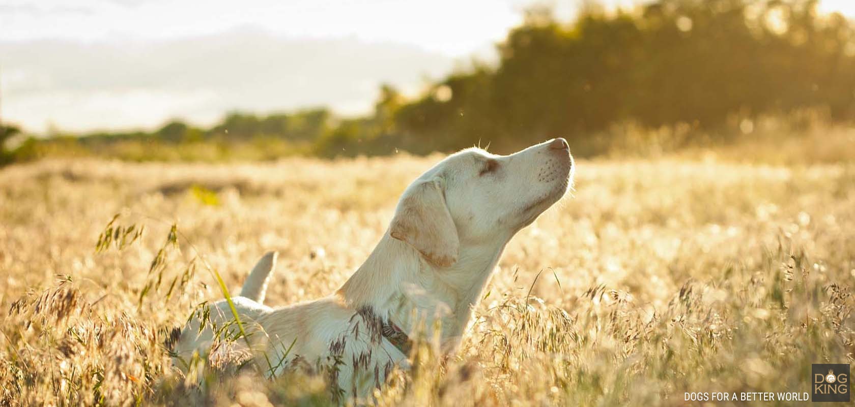 perros espiga cuidado