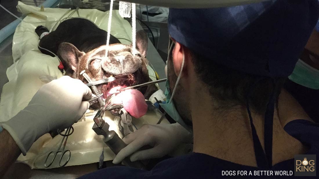 bulldog frances operado problema respiratorio