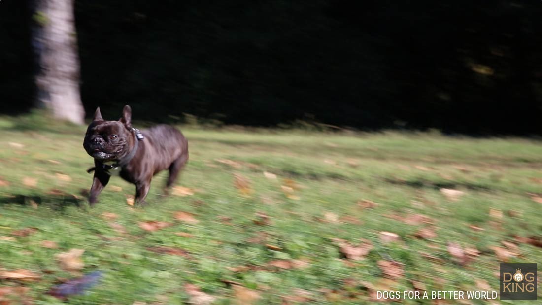 bulldog frances corriendo
