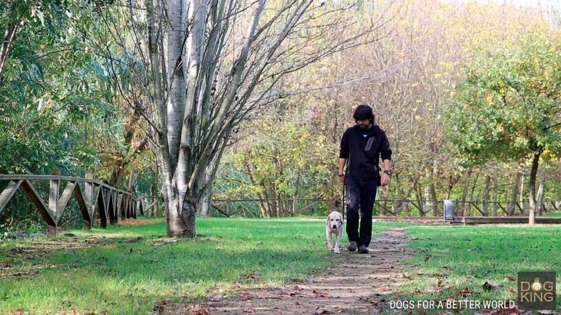 cuidador paseando cachorro