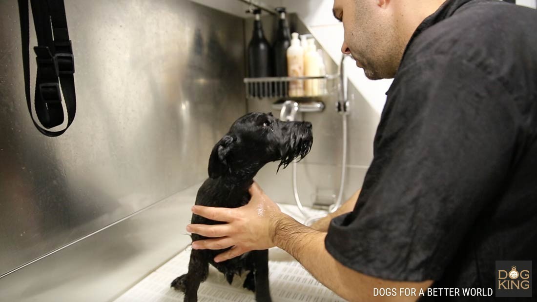 peluquero con cachorro