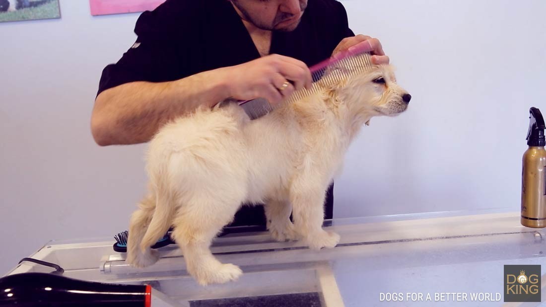 entrega de cachorros a domicilio corte de uñas