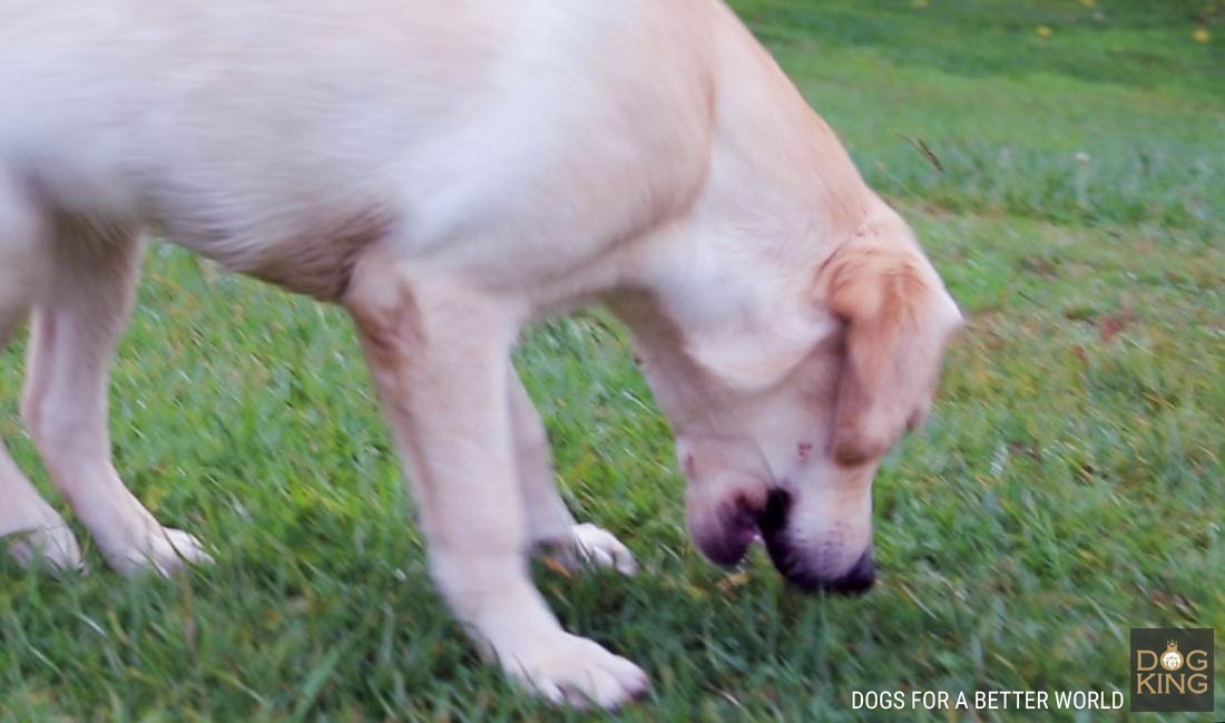 perro comiendo hierba