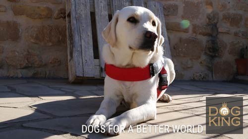 perro de terapia y asistencia