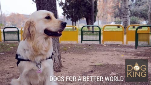 perro de terapia y asistencia golden retriever