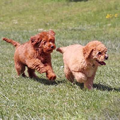 cachorros jugando