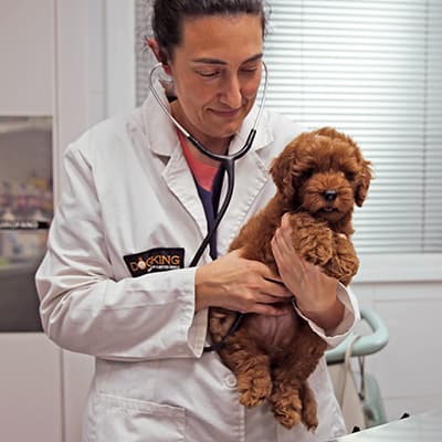 veterinario con perro