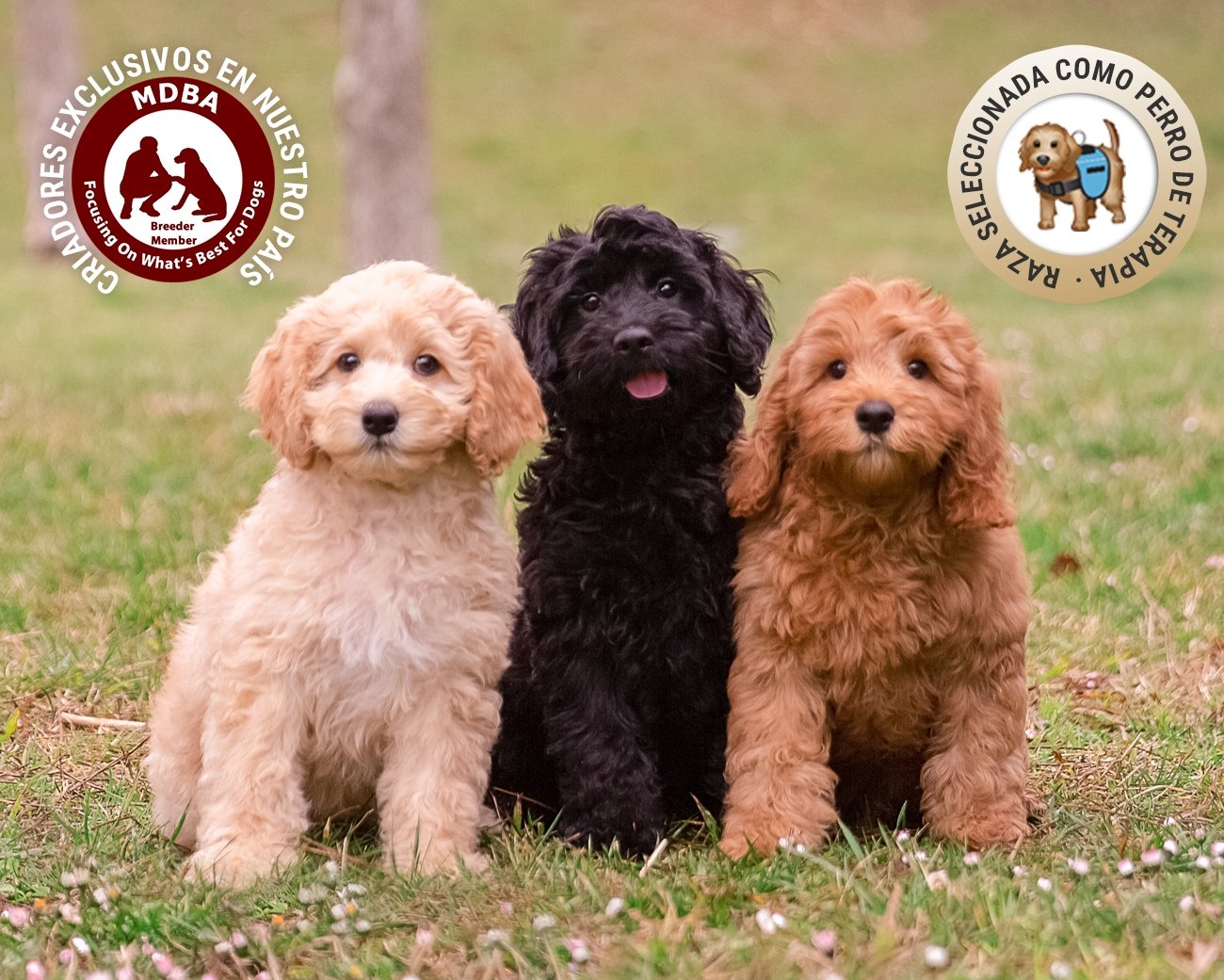 comprar perro australian cobberdog labradoodle