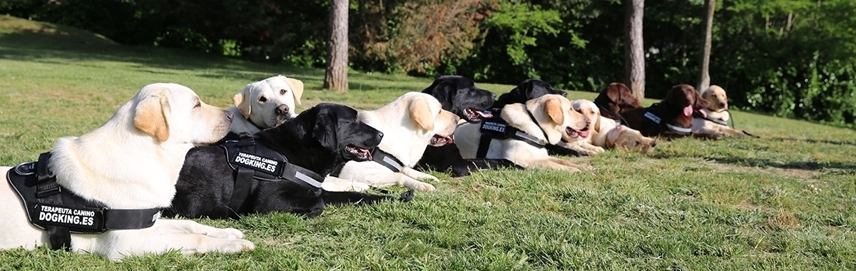 Comprar perro de terapia perro de terapia trabajando con adiestrador y niño