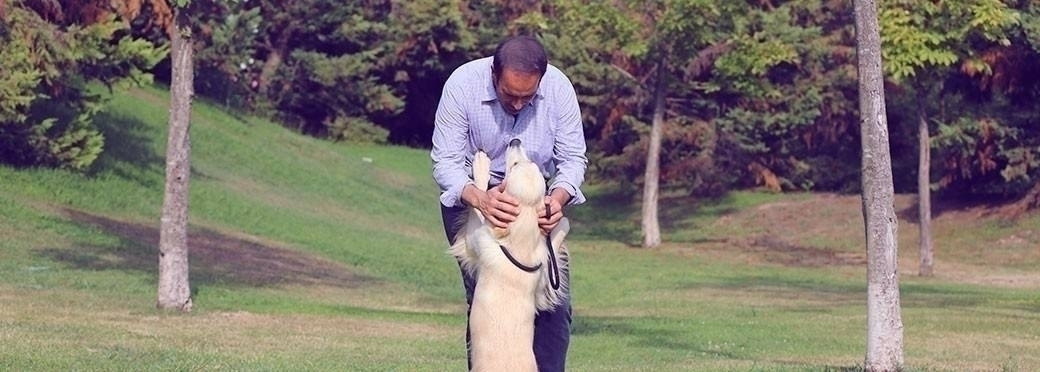 donde esta dogking contacto de dogking
