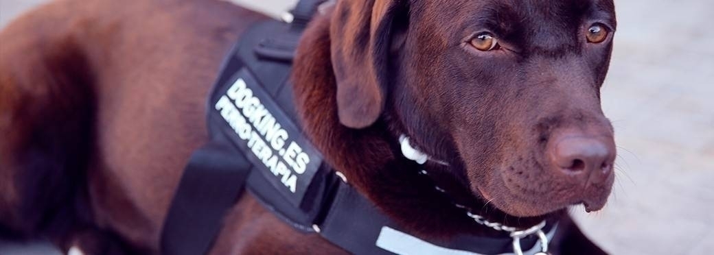 donde esta dogking contacto de dogking