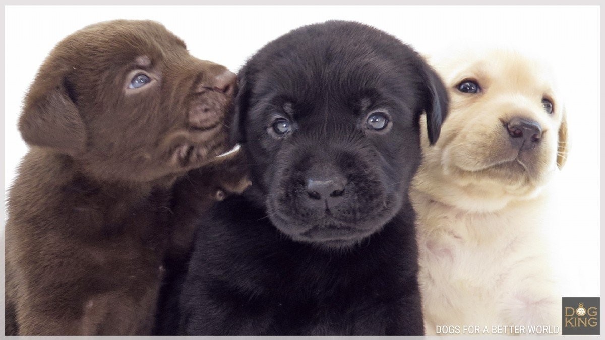Comprar cachorro Labrador | Criadero DOGKING Comprar cachorro Labrador | Criadero DOGKING