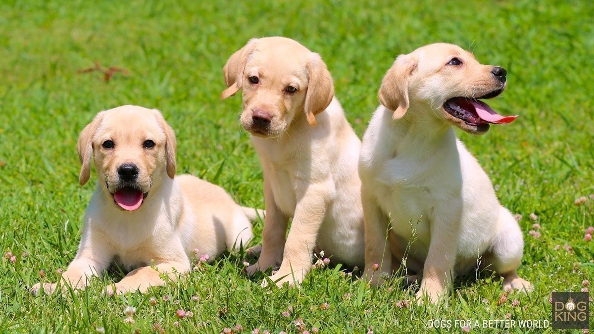 perro labrador precio