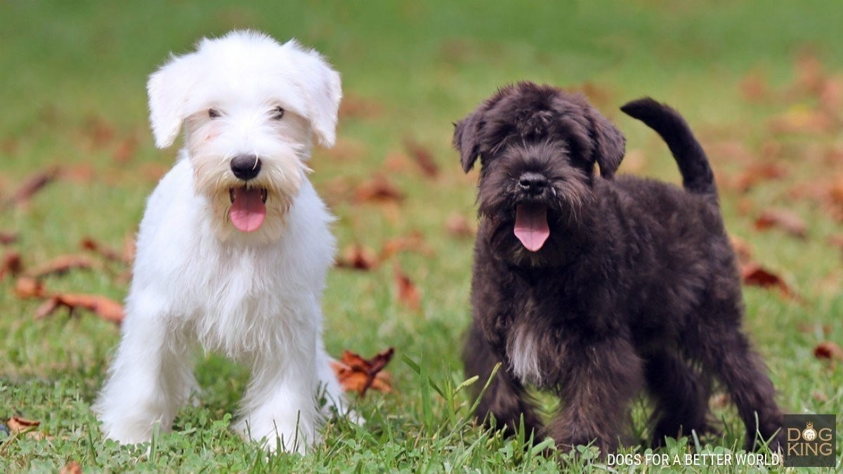 Comprar cachorro Schnauzer | Perros DOGKING