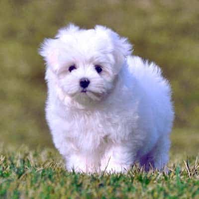 comprar perro bichon maltes comprar perro bichon maltes
