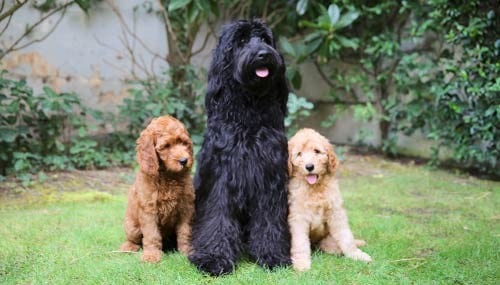 perra amamantando cachorros