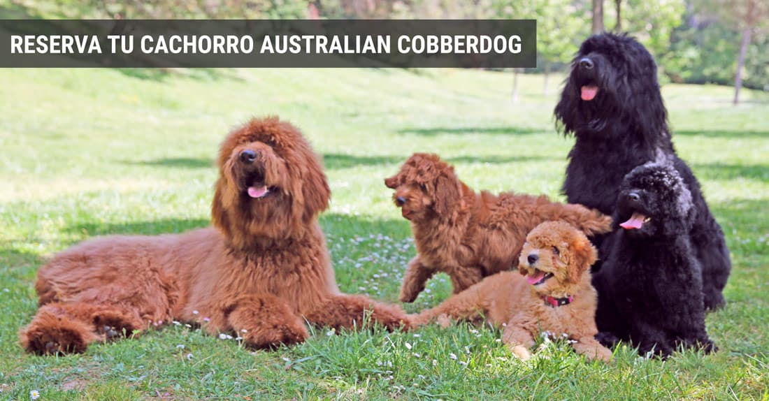 perra amamantando cachorros