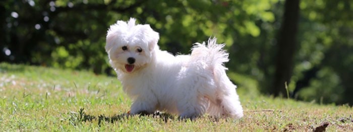 cachorro de bichon maltes en el parque