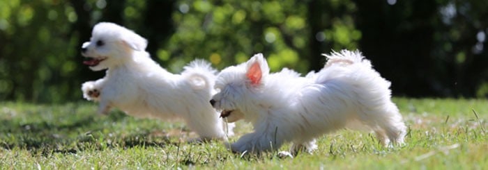 cachorros de bichon maltes corriendo