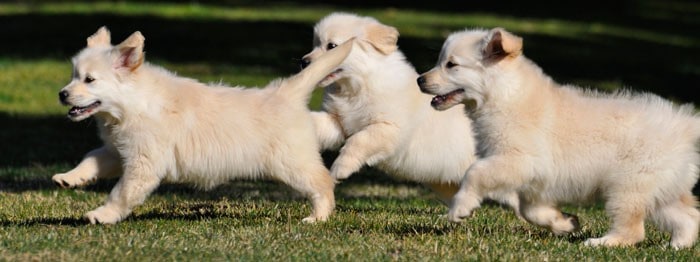 comprar golden retriever comprar golden retriever cachorros dogking comprar golden retriever comprar golden retriever cachorros dogking