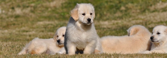 comprar golden retriever comprar un golden retriever photo comprar golden retriever comprar un golden retriever photo