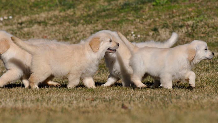comprar golden retriever cachorros golden retriever para comprar dogs in our photo comprar golden retriever cachorros golden retriever para comprar dogs in our photo