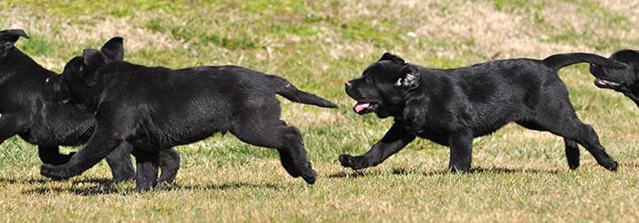 cachorros de labrador negro corriendo