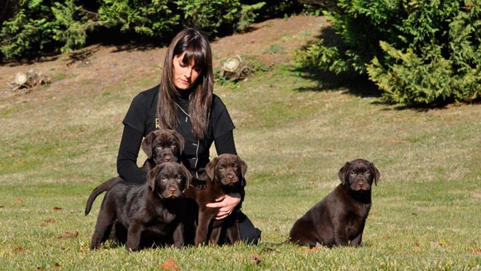 cachorros de labrador chocolate con mujer