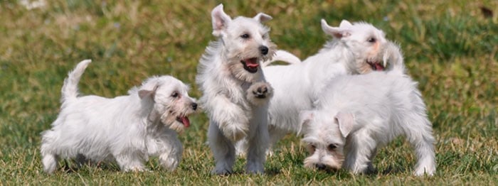 cachorros de schnauzer blanco jugando