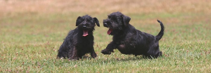 cachorros de schnauzer negro jugando