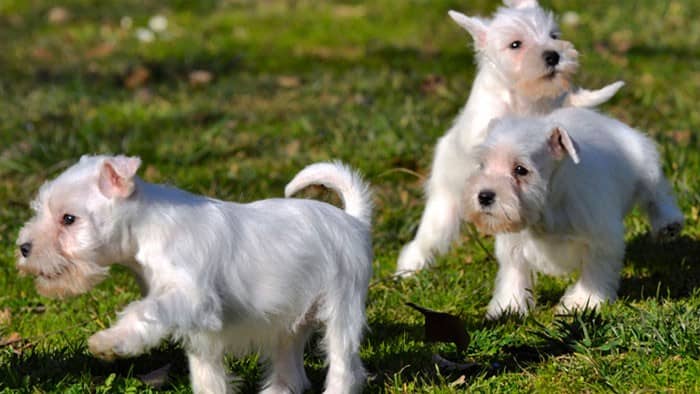 cachorros de schnauzer blanco jugando