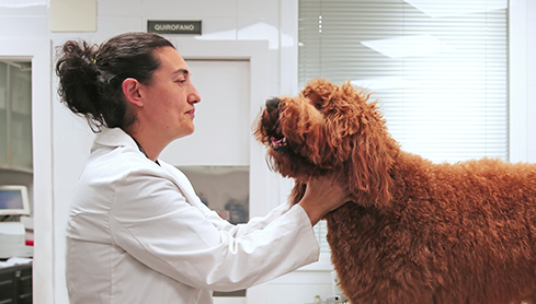 MutualVET DOGKING