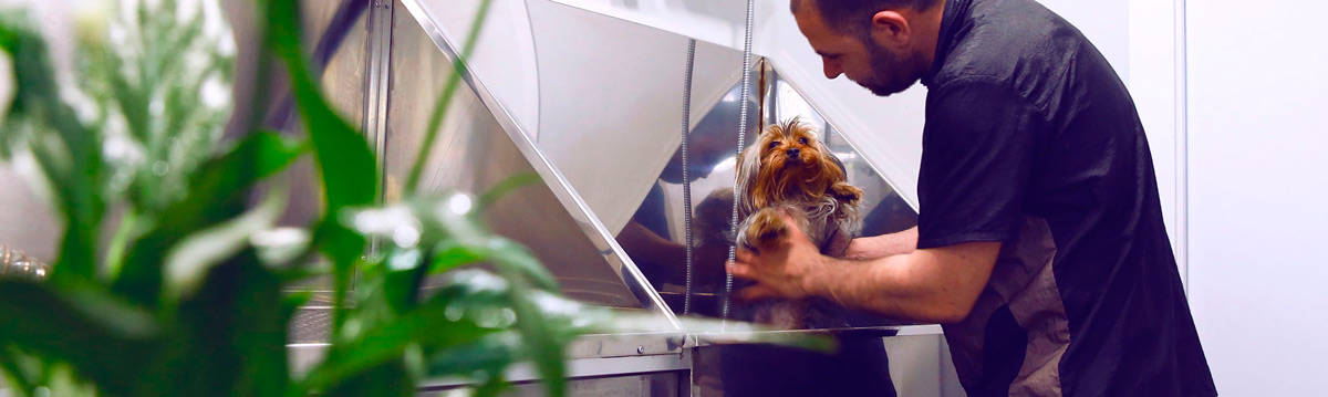 peluquero canino bañando perro