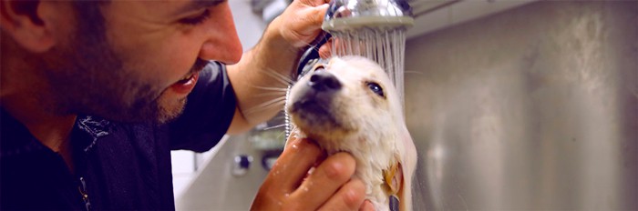 peluquero canino bañando cachorro
