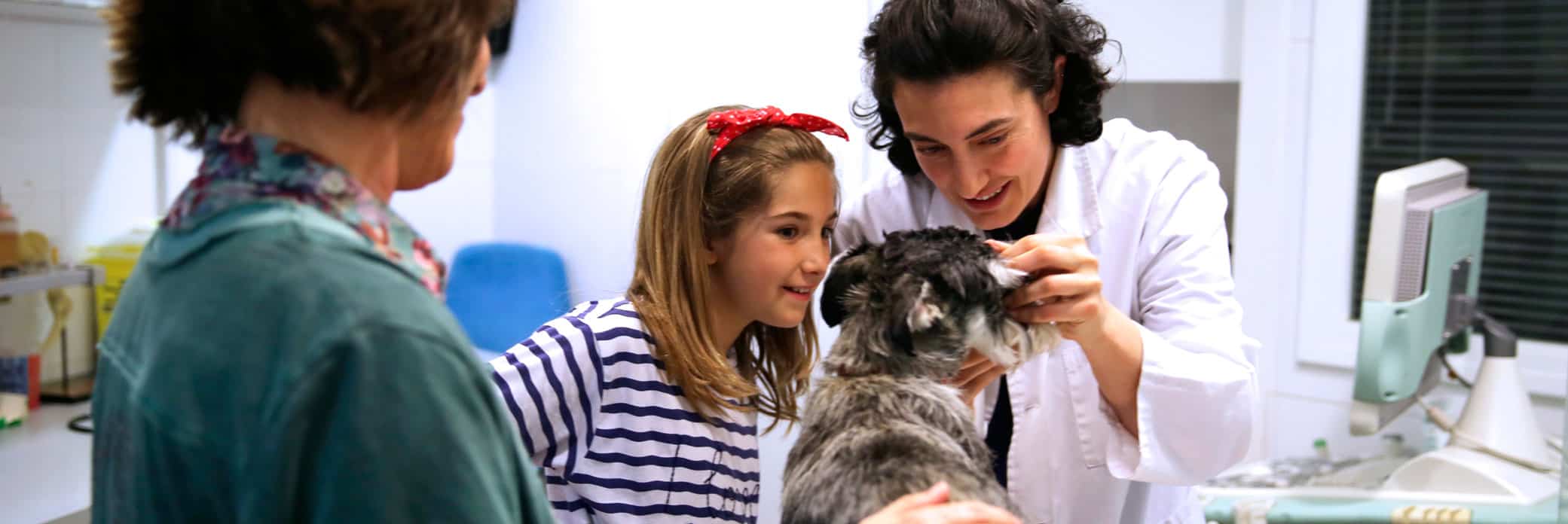 clinica veterinaria barcelona veterinaria atendiendo a un perro