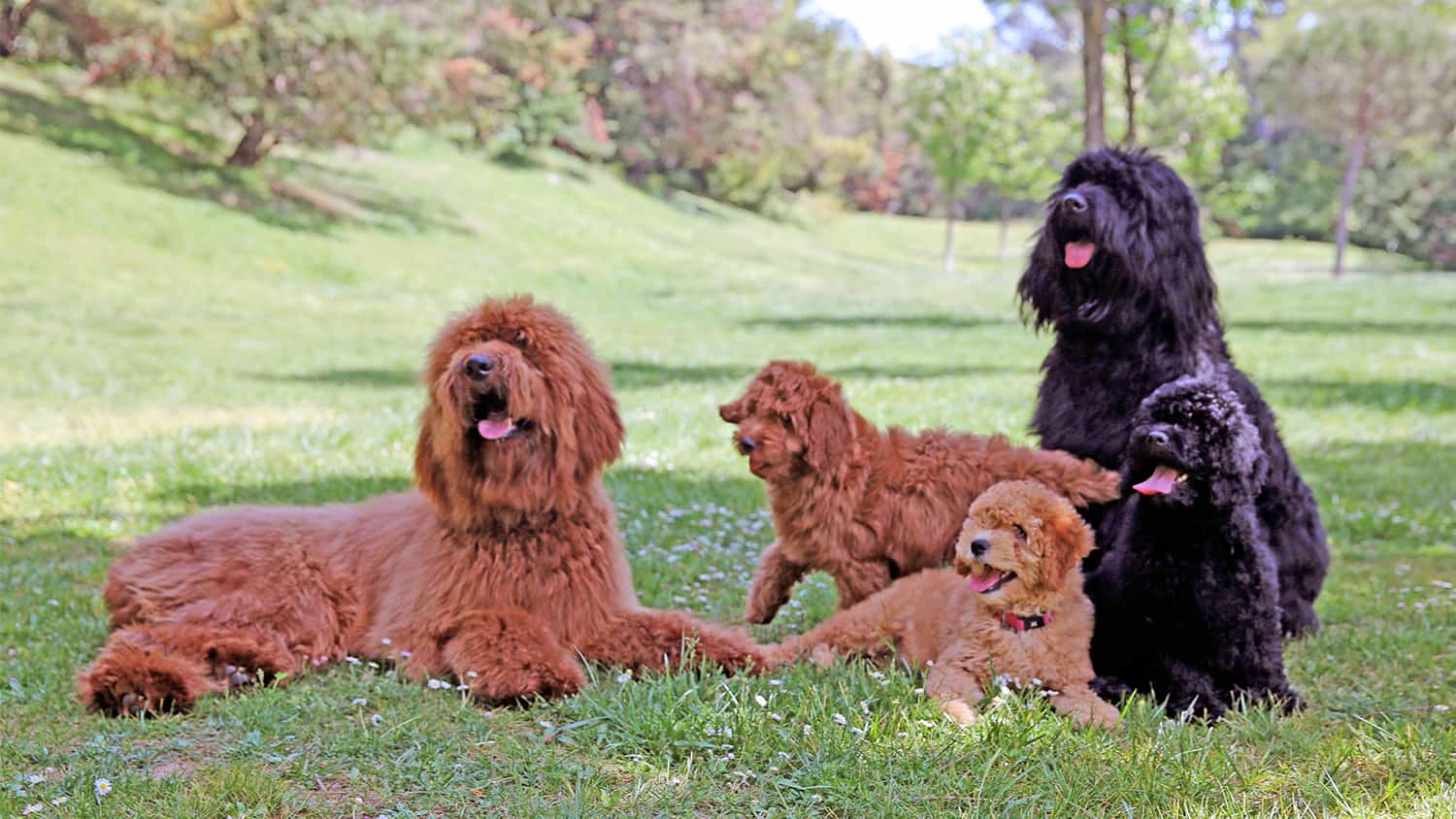 cachorros en el cesped