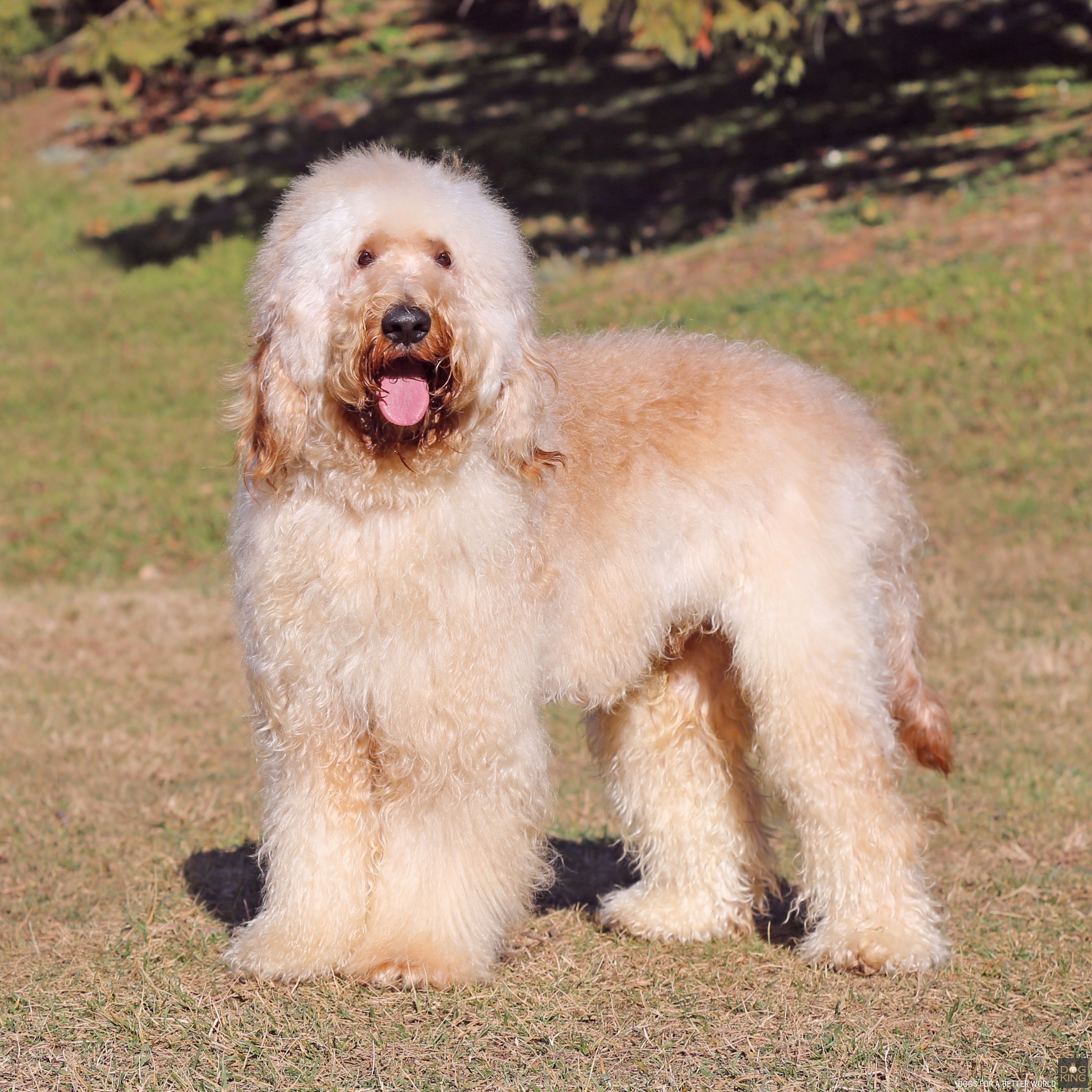 australian cobberdog