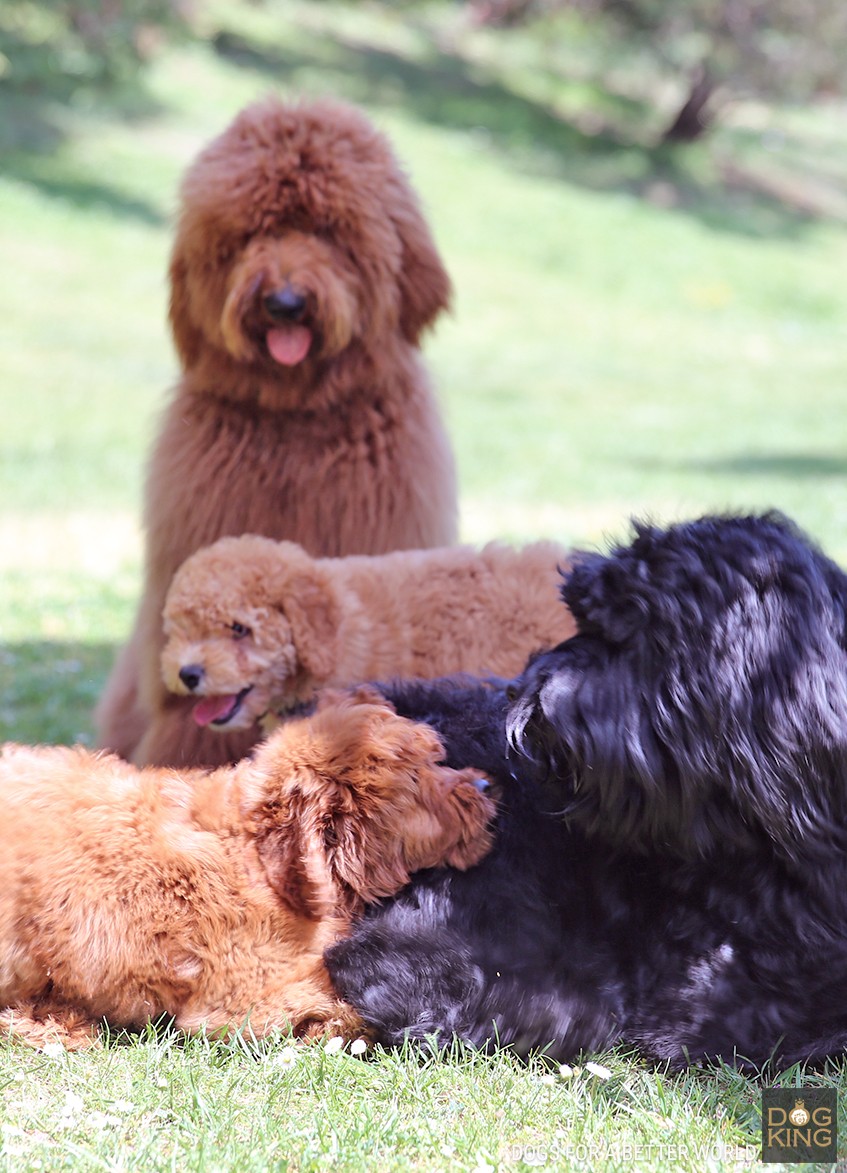 padres cachorros australian cobberdogs