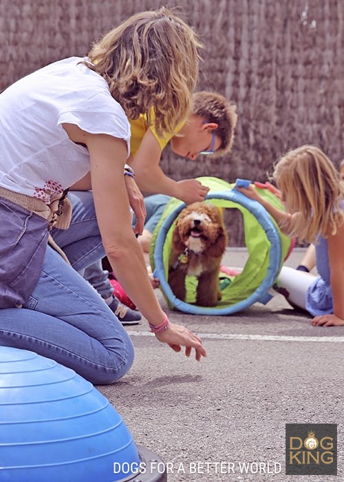 espacio de socializacion cachorros