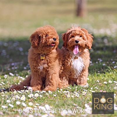 cachorros en cesped