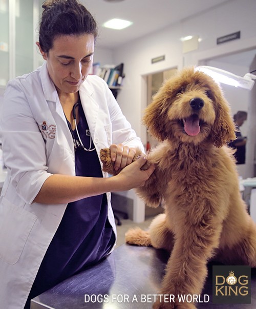 cachorro con veterinario