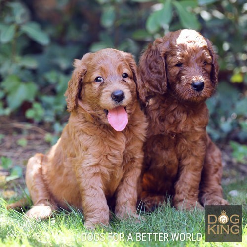 labradoodle australian cobberdog perro de terapia y asistencia