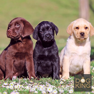 cachorro labrador retriever