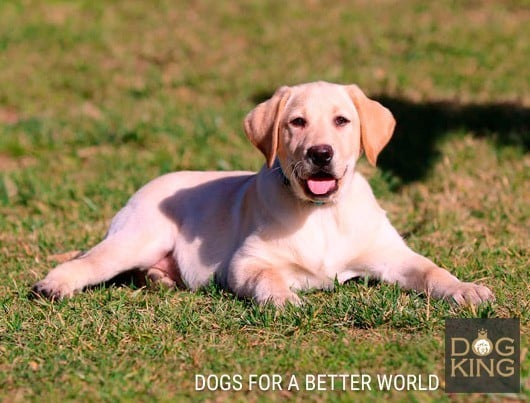 cachorro labrador retriever amarillo