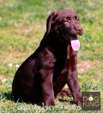 cachorro labrador retriever chocolate