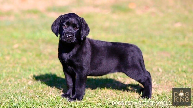 cachorro labrador retriever negro